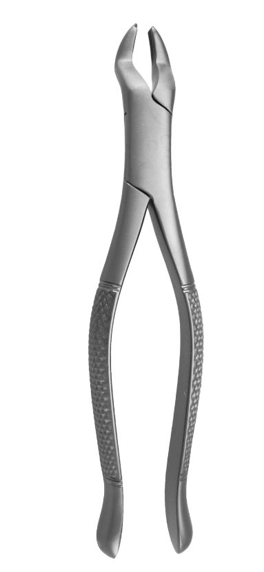 #53L – Left Molar
