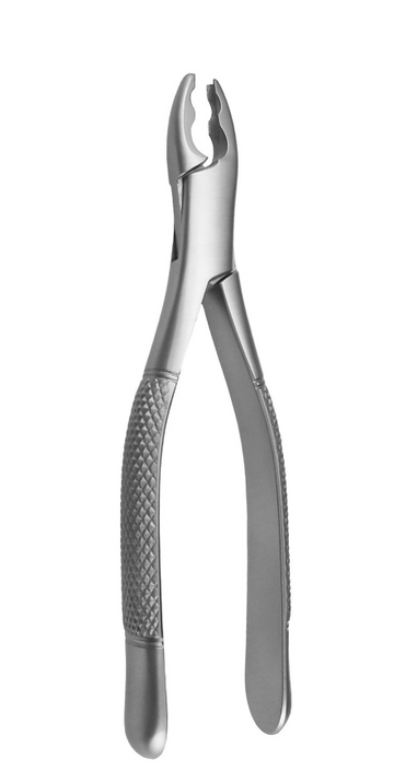 Incisors and canines