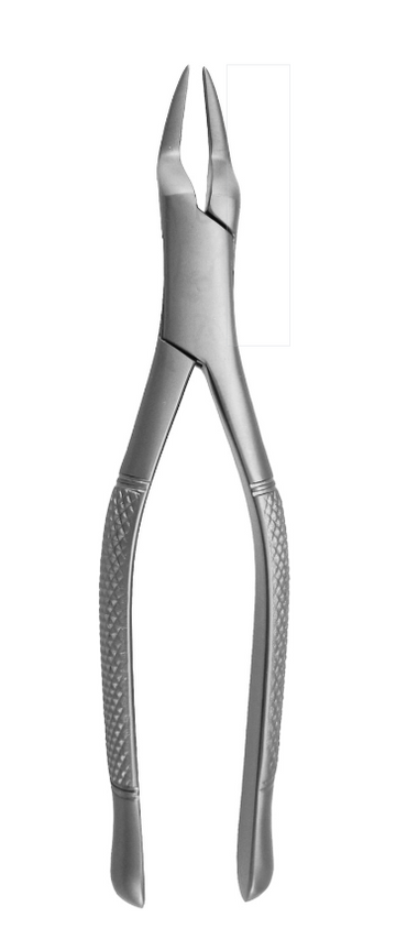 Incisors and roots # 65