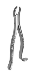 Right molars