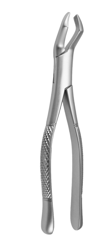 #53L – Left Molar