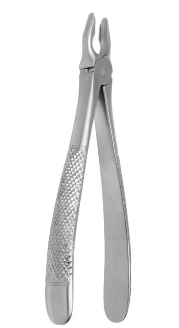 incisors and canines