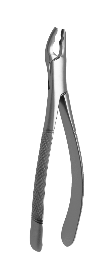 premolars, incisors and tooth roots